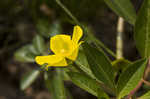 Creeping waterprimrose